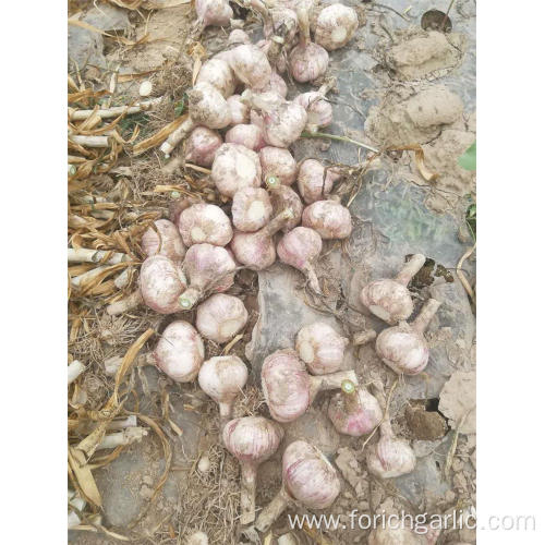 New Crop Fresh Garlic Of 2019 In 5.0cm